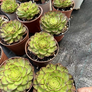 Aeonium Greenovia Phoenix Crown Europe Only image 3