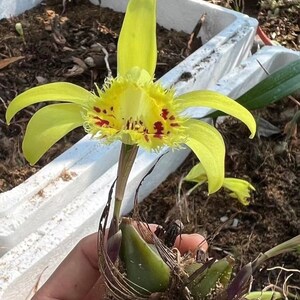 Pleione Forrestii set of 2