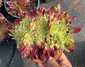 Aeonium Super Ink Crested (solo Europa)