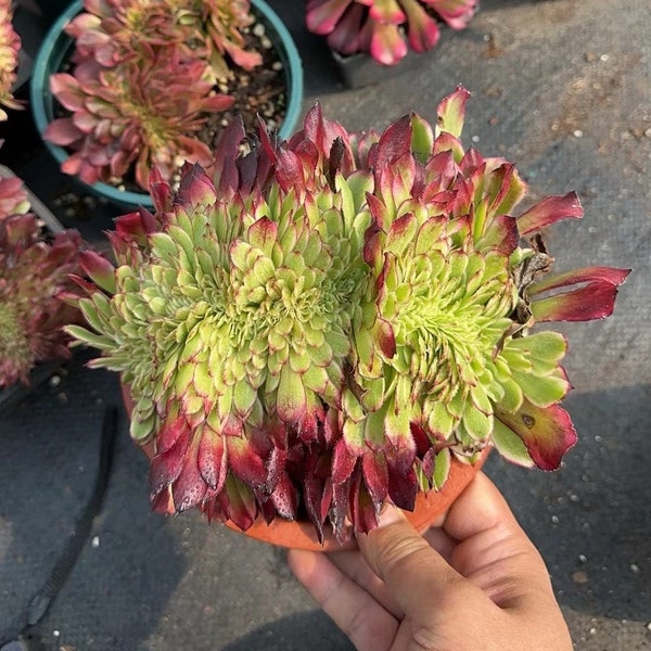 Aeonium Super Ink Crested (Europe Only)