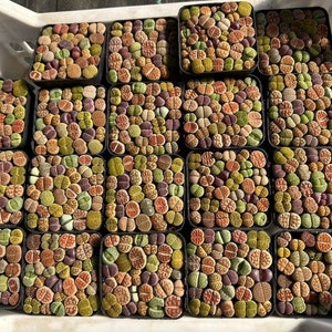 Lithops N. E. Br. Spliced Basin image 3