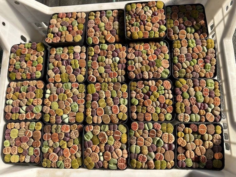 Lithops N. E. Br. Spliced Basin image 3