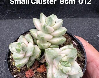 Crassula Moonglow jaspeado