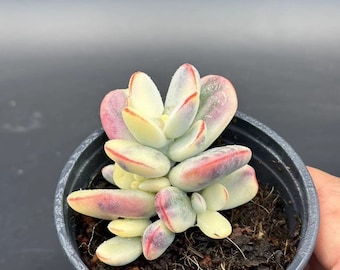 Cotyledon Orbiculate Variegated