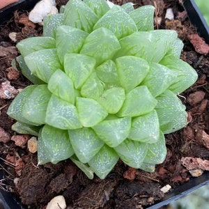 Copos de nieve Haworthia