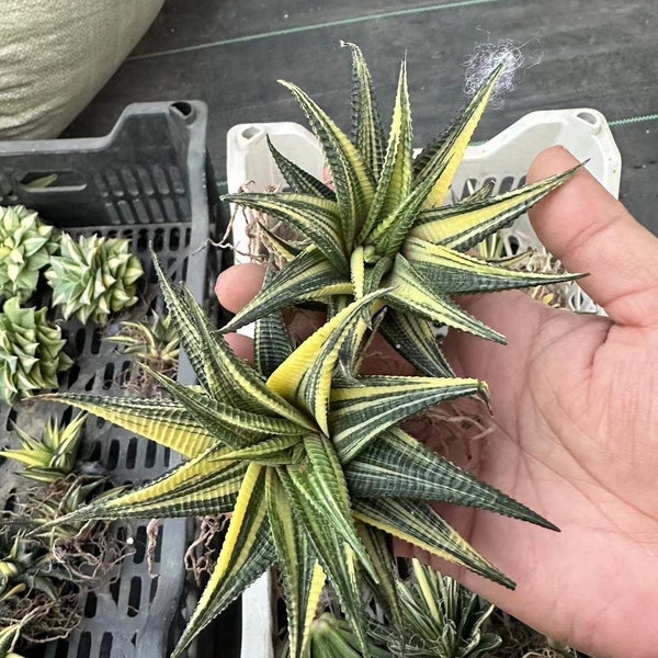 Haworthia limifolia Marloth Variegata