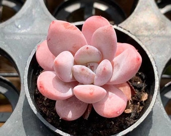 Estrella de nieve Echeveria