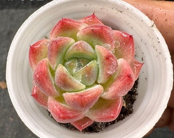 Echeveria Ru Meng Ling