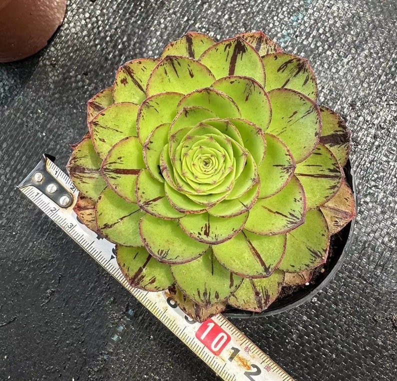 Aeonium Greenovia Phoenix Crown Europe Only image 2