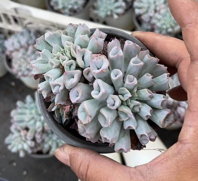 Korean Imported Echeveria Pig Nose Cluster - Etsy