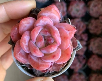 Echeveria All Star