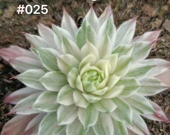 Sempervivum Super Blanco Variado