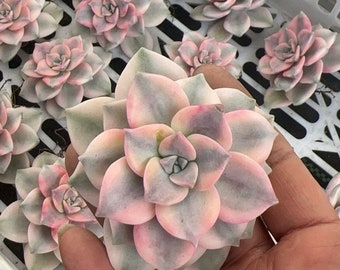 Graptopetalum Superbum Variegated Cutting