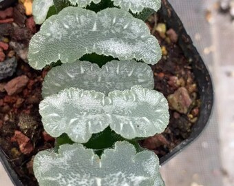 Haworthia Truncata Mammoth