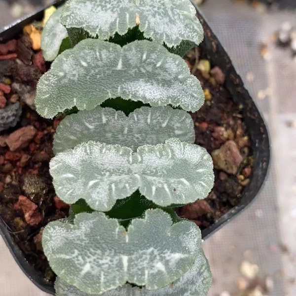 Haworthia Truncata Mammouth