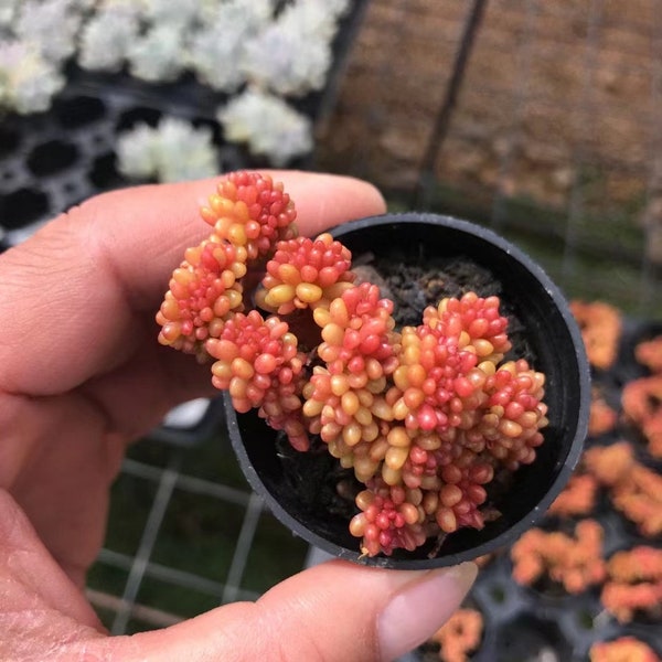 Sedum Berries Cristata