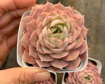 Echeveria Onslow Blanco