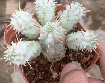 Cactus Euphorbia mammillaris 'Variegata