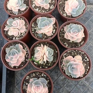 Echeveria Gemini Variegated Cabeza única