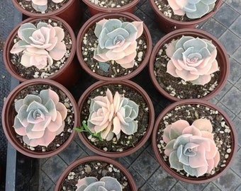 Echeveria Gemini Variegated Einzelkopf