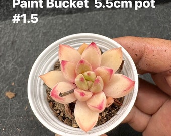 Echeveria Paint Bucket