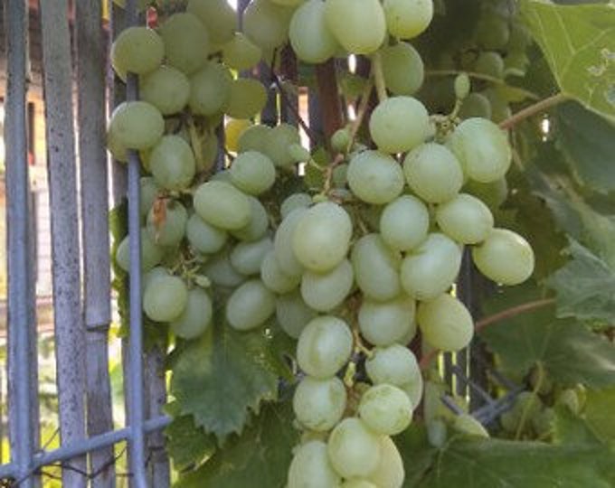 3 Cotton Candy Grape Cuttings Etsy