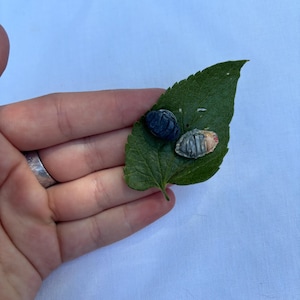 Handmade Clay Isopod Pin: Roly Poly Bug Jewelry