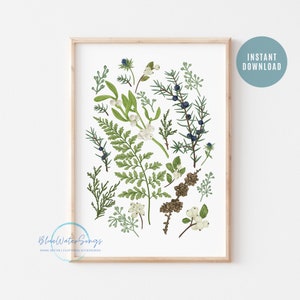 Puede incluir: Una ilustración digital de varias plantas verdes y bayas, incluyendo enebro, helecho y muérdago, sobre un fondo blanco. La ilustración está enmarcada en un marco de madera claro.