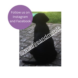 Pode incluir: Um filhote de Labrador Retriever preto sentado em um p&aacute;tio de paralelep&iacute;pedos, olhando para longe da c&acirc;mera. O texto "Follow us on Instagram and Facebook @madgeandmaple" est&aacute; escrito diagonalmente na imagem.