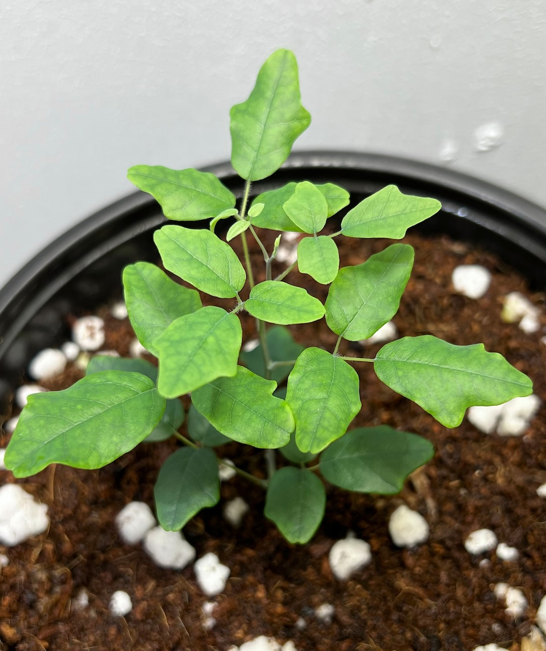 Boquila Trifoliolata 6 Pot Free Shipping Etsy