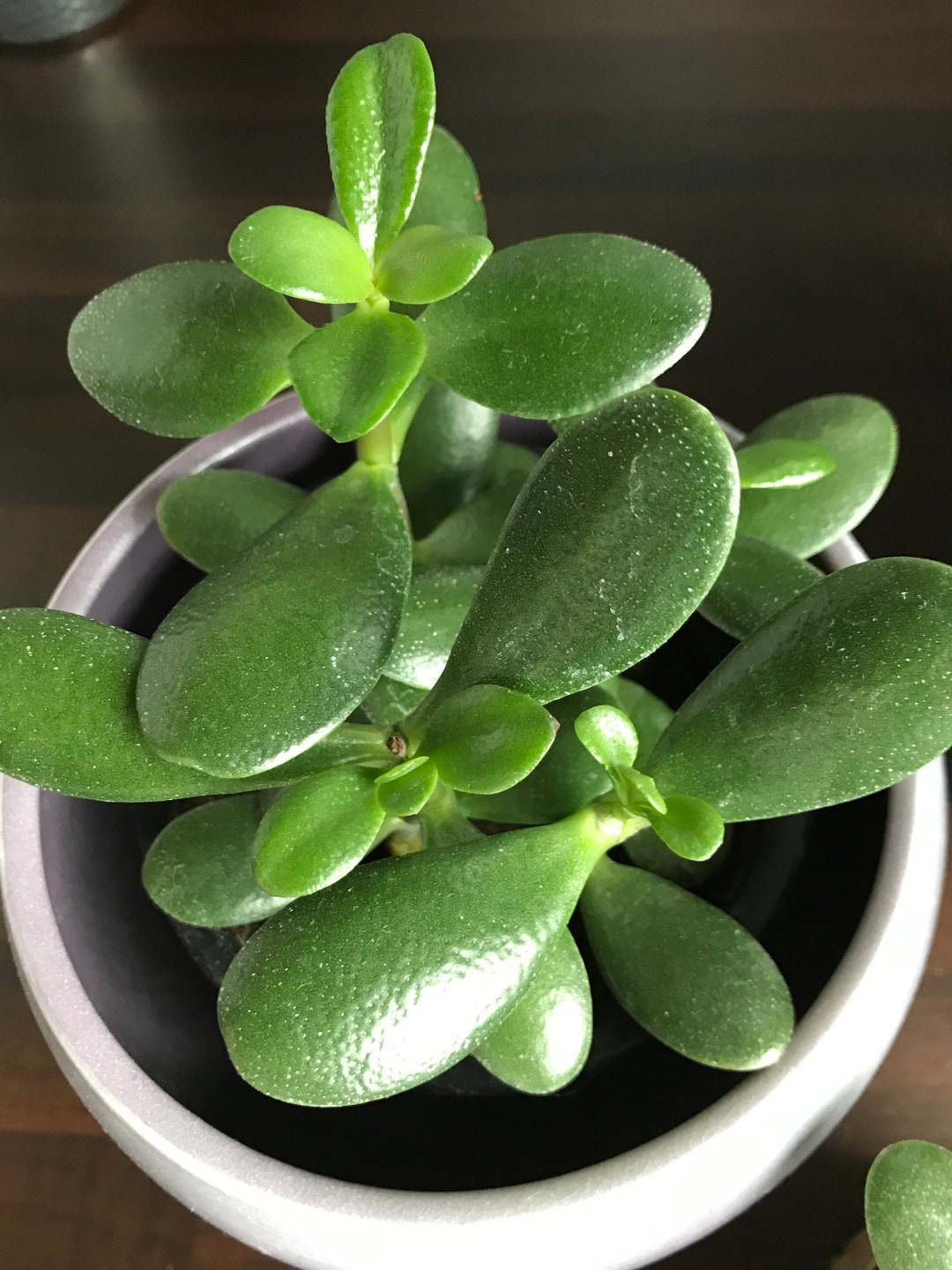 Geldbaum (Crassula Ovata)/ Glücksbringer/Pfennigbaum/ Speckeiche