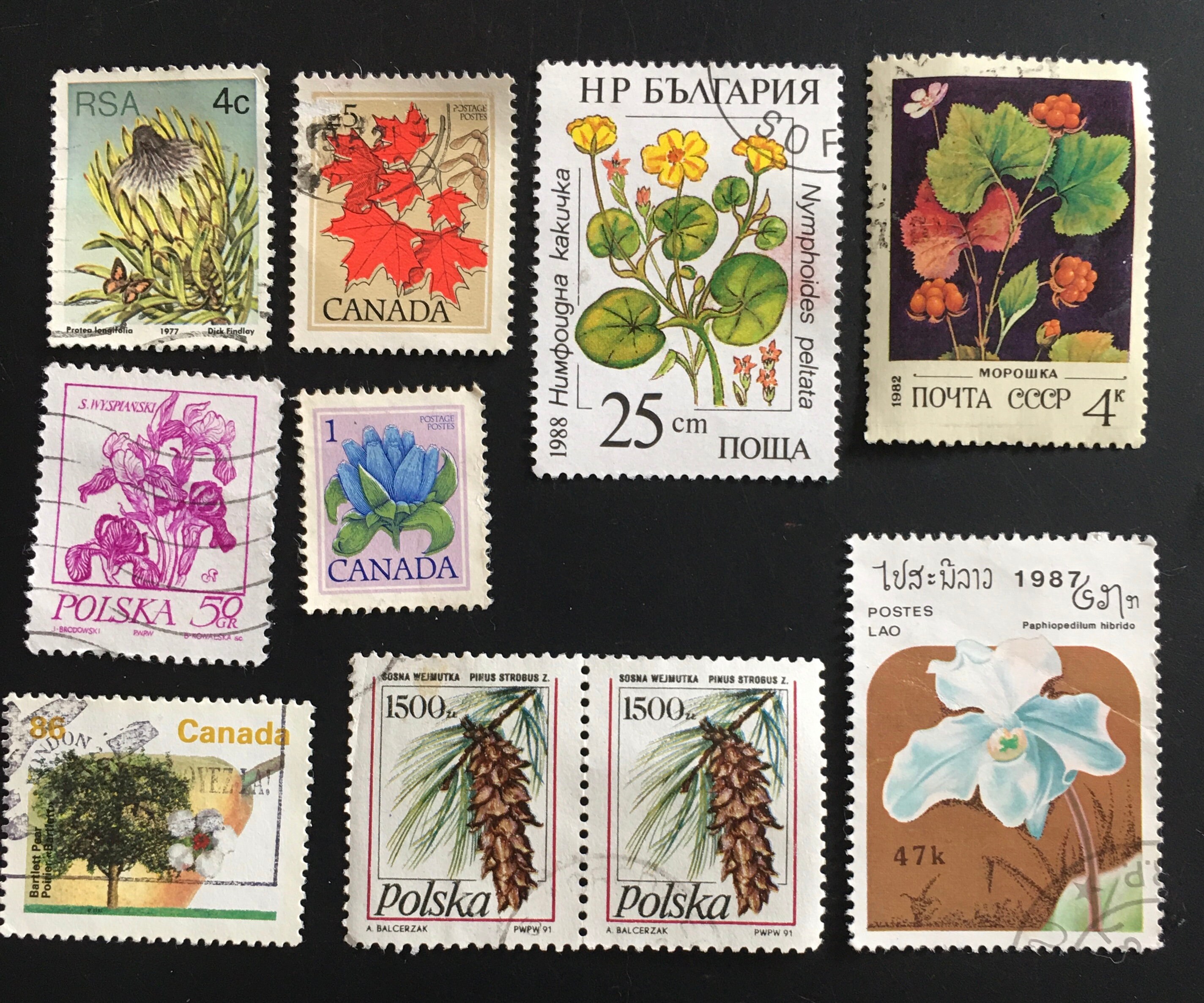 [25%OFF] カット無し切手、タジキスタン、エリザベス cbj_s70_er 25%OFF] カット無し切手、タジキスタン、エリザベス cbj_s70_er 25%OFF