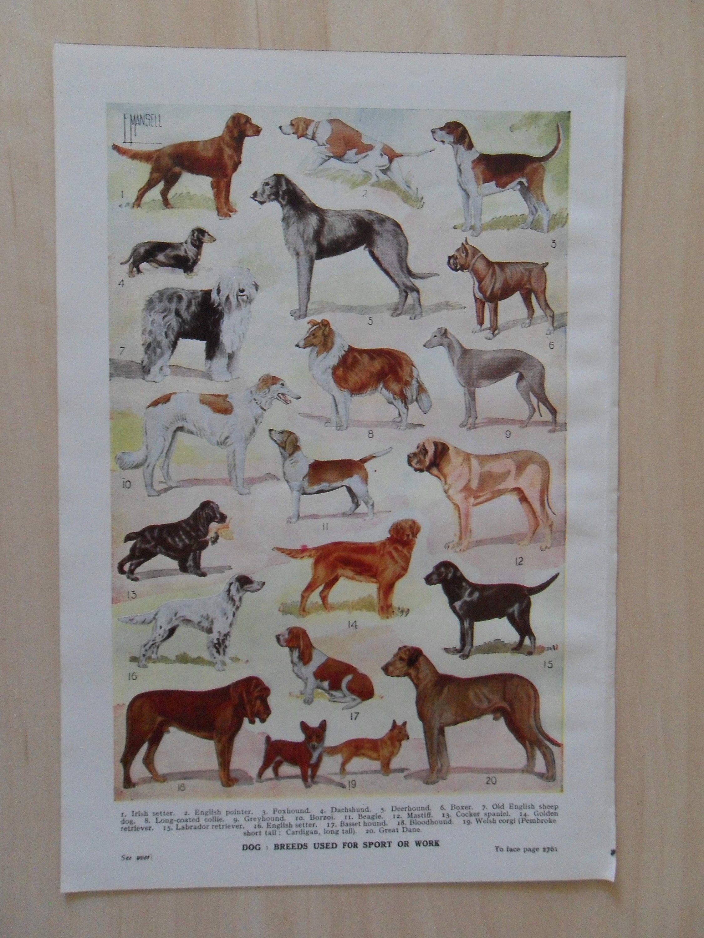 Types of Dogs Print UK
