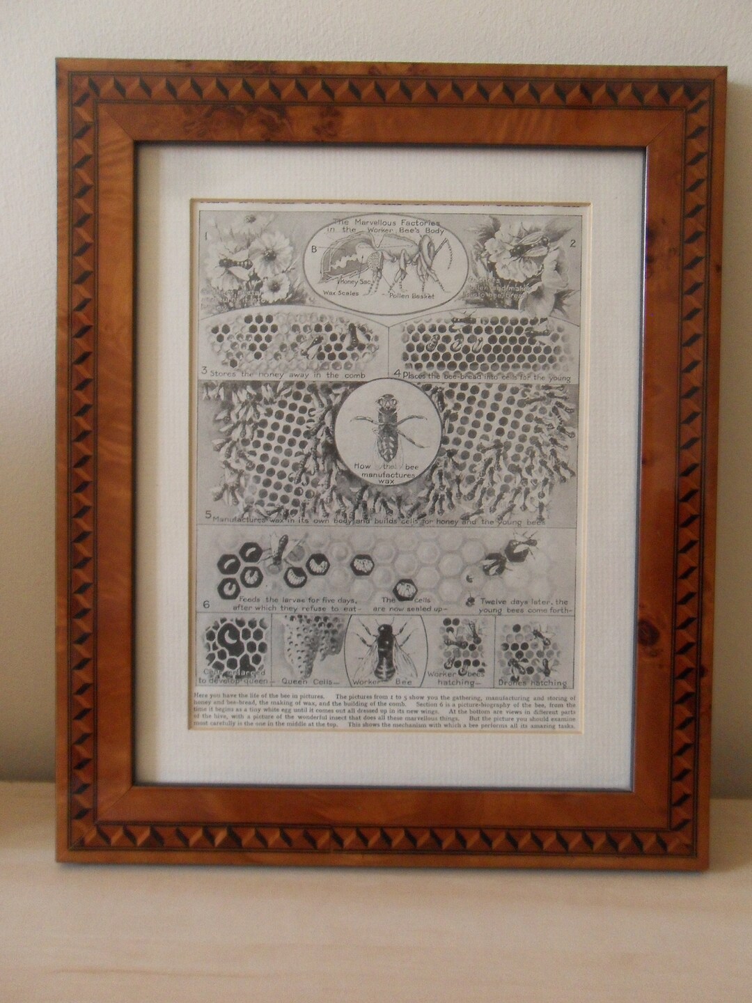 Vintage 1950s Bee Diagram Print: Honeycomb & Worker Bees - Etsy UK