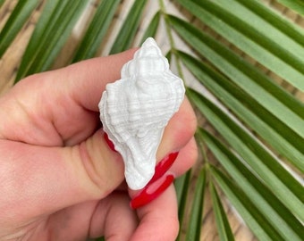 Dresser handles // Nautical furniture knobs // Mediterranean decor // Small seashell, several colors available // Handmade