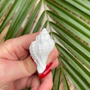 Könnte beinhalten: Weiße Muschel mit strukturierter Oberfläche. Die Muschel wird in einer Hand mit rotem Nagellack gehalten.