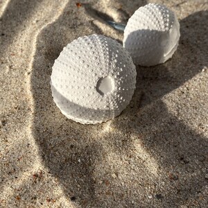 May include: Two white sea urchin shells on a sandy surface. The shells are round and have a textured surface.