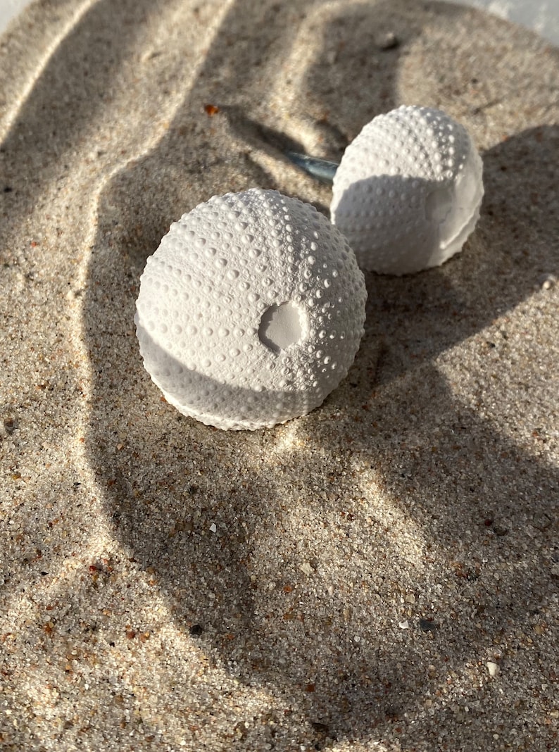 May include: Two white sea urchin shells on a sandy surface. The shells are round and have a textured surface.