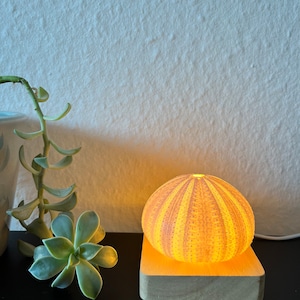 Sea urchin lamp // LED night light, table lamp // USB lamp // real purple sea urchin, large