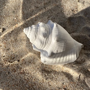 Könnte beinhalten: Eine weiße Muschel mit einem Spiralmuster auf einer sandigen Oberfläche.