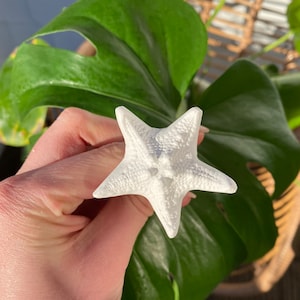 Könnte beinhalten: Ein weißer Keramik-Seestern-Anhänger mit strukturierter Oberfläche.