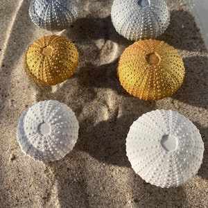 May include: Five sea urchin ornaments in different colors. Two are silver, one is gold, and two are white.