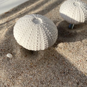 Könnte beinhalten: Zwei weiße Keramik-Seeigel-Ornamente auf einer sandigen Oberfläche. Die Seeigel haben eine strukturierte Oberfläche mit kleinen Noppen.