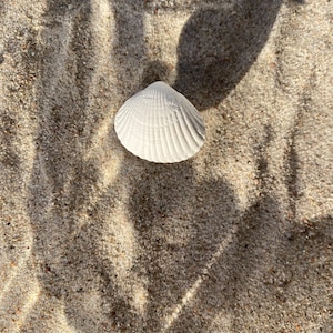 Könnte beinhalten: Eine weiße Muschel mit gerippter Textur liegt auf Sand. Die Muschel befindet sich in der Mitte des Bildes, mit Schatten, die über den Sand fallen und einen Kontrast von Licht und Dunkelheit erzeugen.