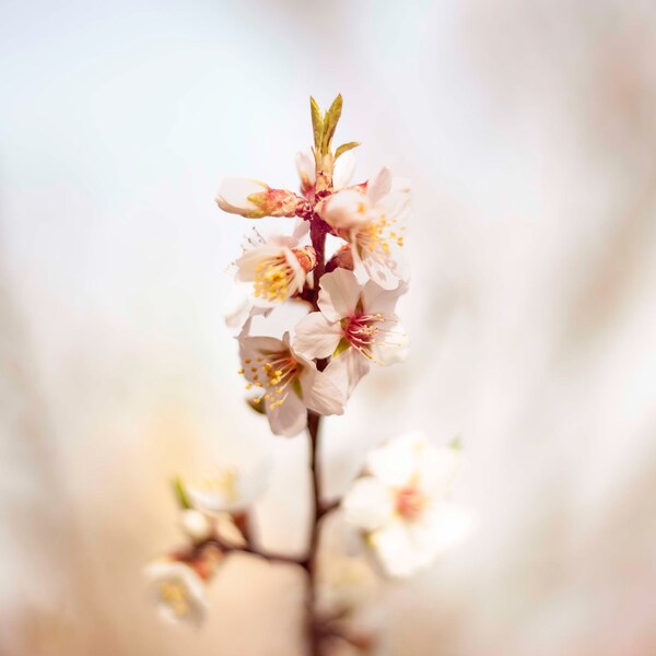 Cherry Flower Photo, Spring Flower Photo Art, Macro Photography, Botanical Print, Large Flower Poster, Printable Wall Art