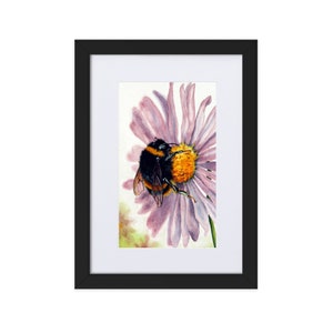 Bumble Bee su una margherita - Stampa incorniciata su carta opaca con passepartout (spedizione in Lettonia)