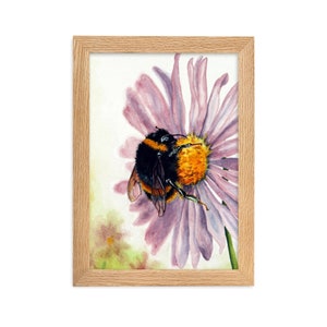 Bumble Bee su una margherita - Stampa su carta opaca incorniciata (CM) (spedizione in Lettonia)