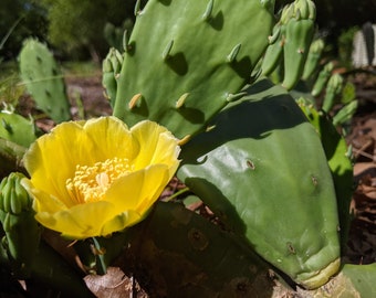 Opuntia mesacantha subsp lata: eastern prickly pear cactus pad