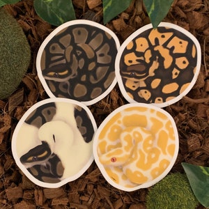 May include: Four round stickers featuring different color variations of a curled up snake. The snakes are illustrated in a realistic style with detailed scales and patterns. The stickers are printed on white paper.
