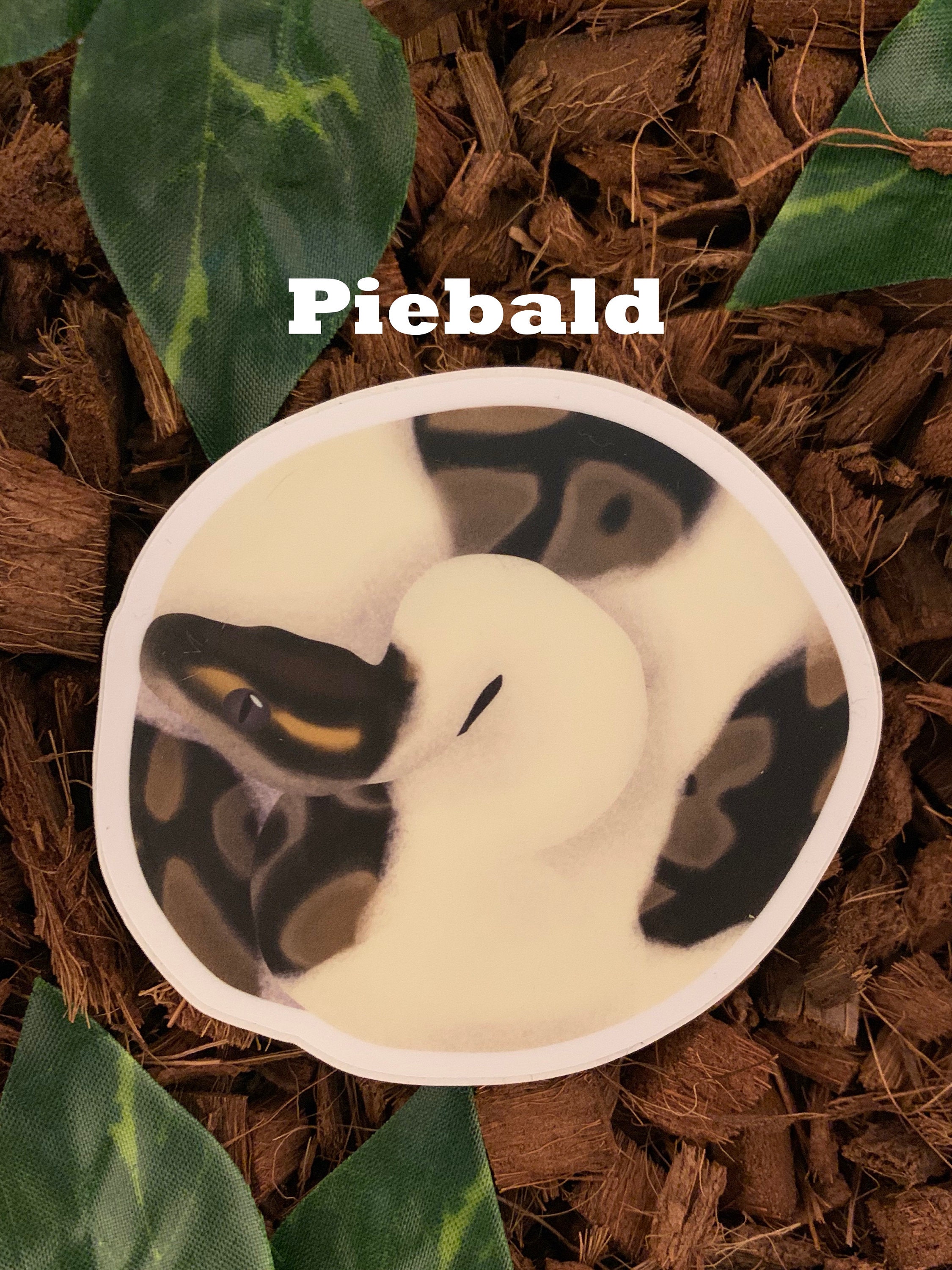 Coiled Ball Python Decals / Stickers, WATERPROOF, Your Choice of One - Etsy
